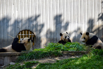 Adorable Giant Panda Collection at Sichuan Wolong National Nature Reserve 