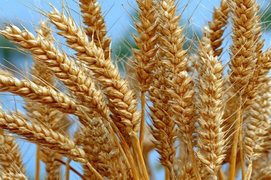 Golden wheat heads against a clear blue sky - Powered by Adobe