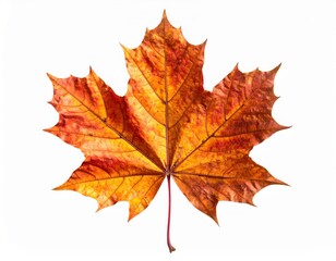 High Resolution Isolated Autumn Dry Maple Leaf