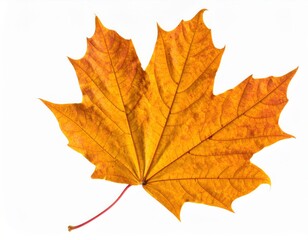 High Resolution Isolated Autumn Dry Maple Leaf