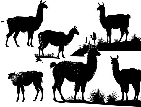 Alpaca llama silhouettes grazing pastoral scene wildlife animals nature farming livestock herd