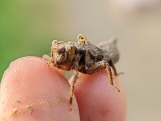 Empty pupa shell of butterfly macro photography