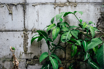 Green Syngonium or Arrowhead Plant Growing Wild Against a Grunge Concrete Block Wall