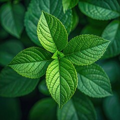 Vivid aerial shot of vibrant, textured green leaves forming a four-petal blossom-like arrangement
