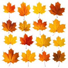 Obraz premium Sixteen vibrant maple leaves, showcasing a spectrum of autumn hues from warm yellow to deep orange, arranged in a neat grid pattern