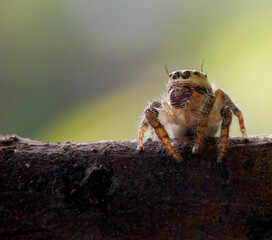 spider on a leaf