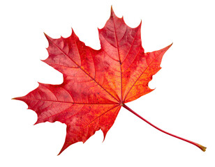 Obraz premium Vibrant red autumn maple leaf (1)