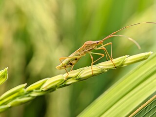 Leptocorisa oratorius rice bug macro photography