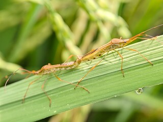 Leptocorisa oratorius rice bug macro photography