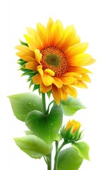 Obraz premium Vibrant sunflower with lush green leaves, glistening with water droplets, against a pure white background. A smaller bud hints at future bloom