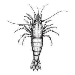 crsyfish shrimp lobster