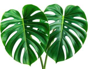 Two vibrant monstera leaves against a black background (1)