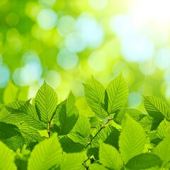 Fresh green leaves in sunlight, bokeh background