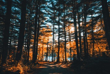 Obraz premium Sunlight streams through towering trees in a dense forest, casting warm, golden light. Blue sky peeks through the canopy, creating a serene scene