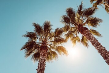 Palm trees reach upwards against a clear blue sky, bathed in sunlight, creating a peaceful, tropical scene