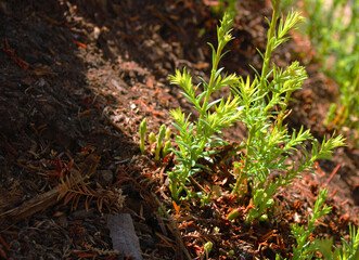Tree moss on ground