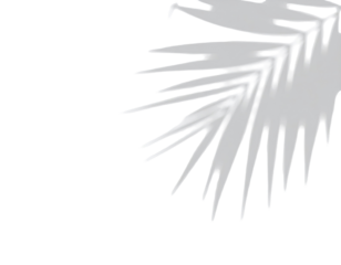 Light gray palm frond against black background