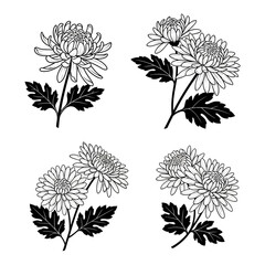 A set of four black and white line art illustrations depicting chrysanthemum flowers on stems with leaves.