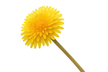 Vibrant yellow dandelion blooming with transparent background