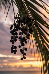 Clusters of ripe acai berries hanging from a tropical palm tree.  Suitable for marketing or business purposes
