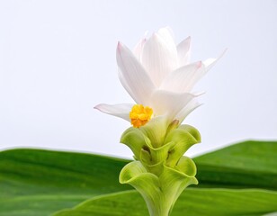 Obraz premium Beautiful flower concept inflorescence of white pathumma or siam tulip isolated on grey background 2