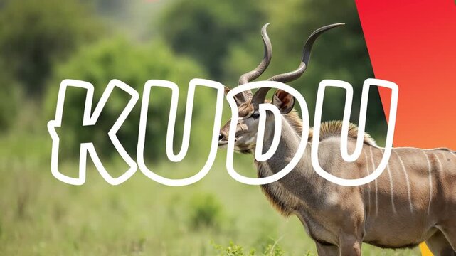 Educational animated video about the kudu antelope