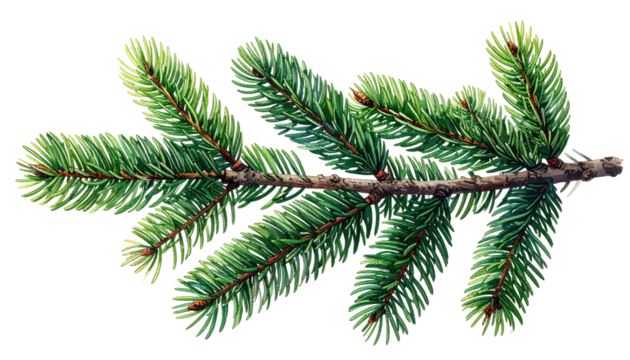 Detailed illustration of a fir branch