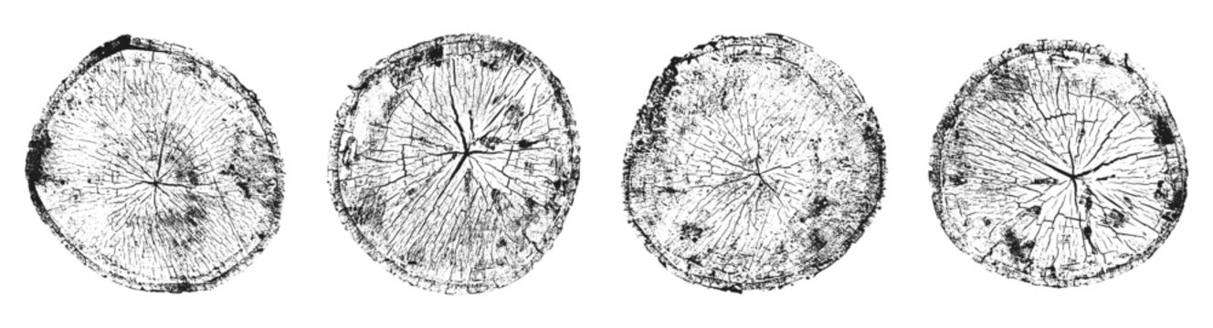 Set of tree trunks. Tree trunk cross-section with wood grain and growth rings. Natural woodcut texture in black and white.