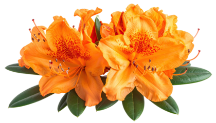 Two vibrant orange azaleas with green leaves