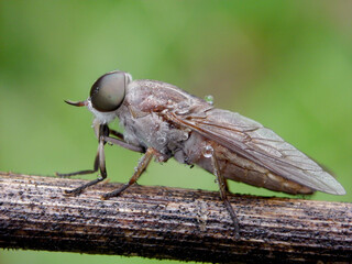 horsefly on green leaf