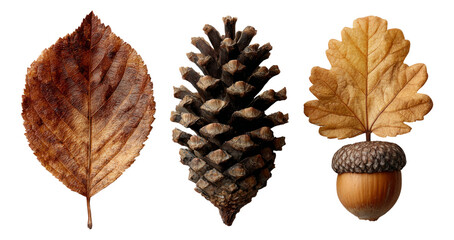 Isolated Natural Elements: Leaves, Pine Cone and Acorn
