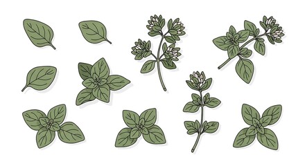 Collection of Fresh Oregano Herbs.