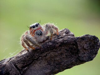 close up of a hyllus diardi