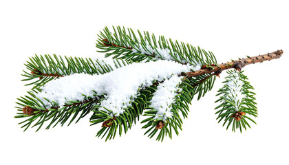 A close-up of a snow-covered pine branch