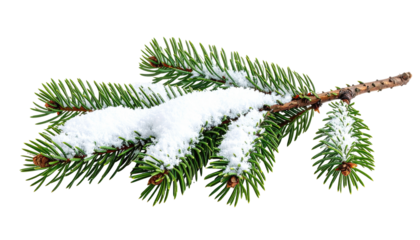 A close-up of a snow-covered pine branch