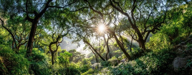 Sunlight pierces the canopy of lush, verdant trees in a dense forest, illuminating a tranquil, green scene with a hint of mist in the distance