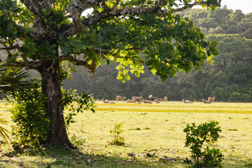 Java Bull in the wild