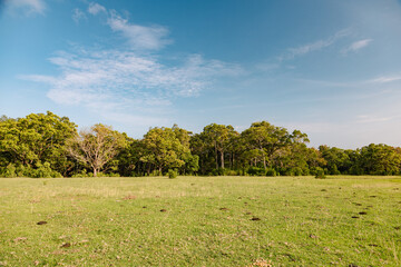 Savana in the national park