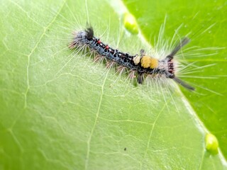 Macro Photograph of Caterpillar Orgyia sp. on Green Leaf