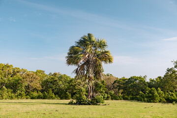 palm trees in the national park