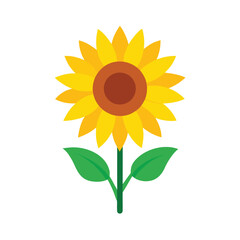 Radiant Sunflower Field White Background