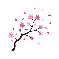 Sakura Blossom Dance White Background