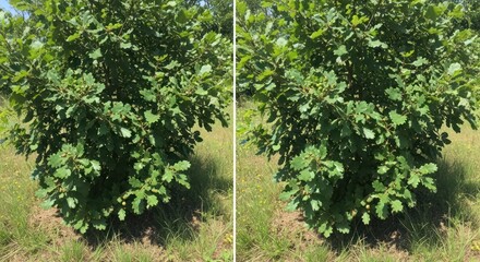 Young Oak Tree Bush with Green Acorns in a Sunny Field, Close-Up