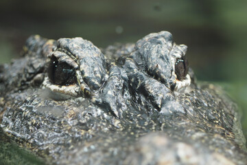 Close-up view of a crocodile in clear water