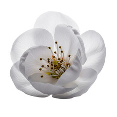 Obraz premium white flower isolated on white