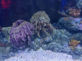coral reef in aquarium