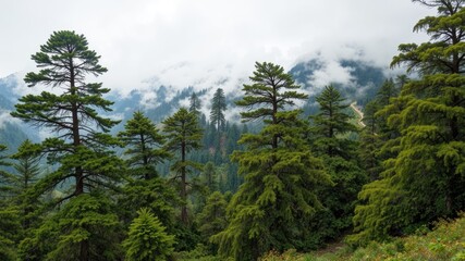 Cloudy Bhutan Forest, Mountain Pine, Moss Abundance