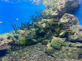 coral reef in the sea