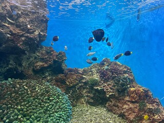 scuba diver and coral reef