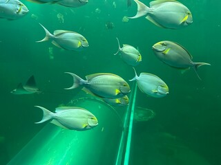 fish in the aquarium